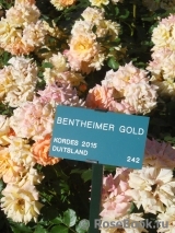 Bentheimer Gold ®