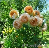 Crown Princess Margareta®