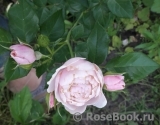 Hans Gonewein Rose 