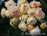 Crown Princess Margareta®