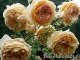 Crown Princess Margareta®