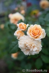 Crown Princess Margareta®