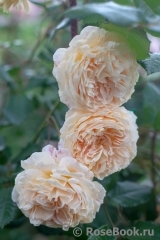 Crown Princess Margareta®