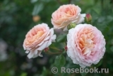 Abraham Darby