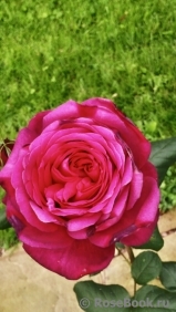 Johann Wolfgang von Goethe Rose®