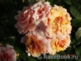 Dr.Hermann Schulze-Delitzsch Rose