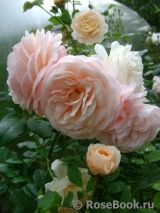 A Shropshire Lad