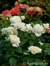 Lions Rose