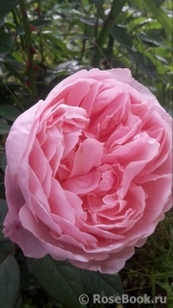 The Alnwick Rose