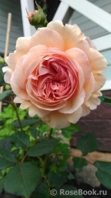 Abraham Darby