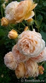 Crown Princess Margareta®