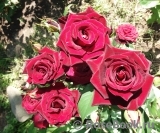 Black Baccara