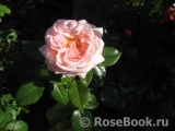 White Fox Rose