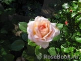 White Fox Rose