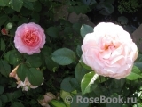 White Fox Rose