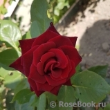 Black Baccara