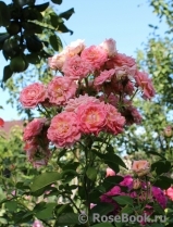 Fleurs en Seine