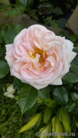 White Fox Rose