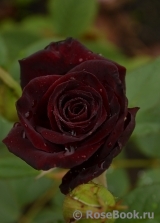 Black Baccara