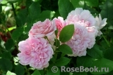 Cottage Rose 