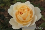 Crocus Rose® 