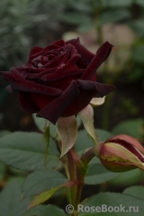 Black Baccara