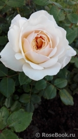 Crocus Rose® 