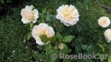 Crocus Rose® 