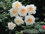 Crocus Rose® 