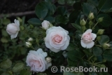 Aspirin Rose