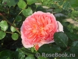 Abraham Darby