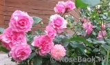 Perse Rose, The