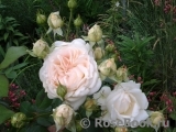 Crocus Rose® 