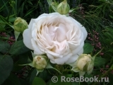 Crocus Rose® 