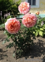 Abraham Darby