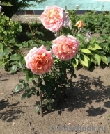 Abraham Darby