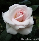 Aspirin Rose