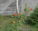 Rosa foetida Bicolor