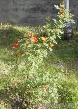 Rosa foetida Bicolor