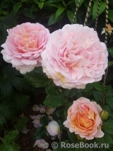 Abraham Darby