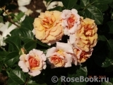 Dr.Hermann Schulze-Delitzsch Rose