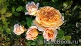 Crown Princess Margareta®