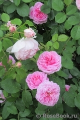 Gertrude Jekyll