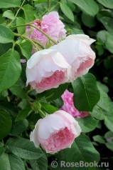 The Wedgwood Rose