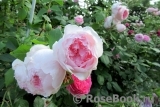 The Wedgwood Rose