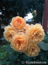 Crown Princess Margareta®