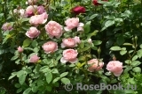 The Alnwick Rose