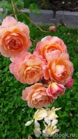 Rose de Gerberoy ®