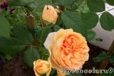 Crown Princess Margareta®