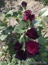 Black Baccara